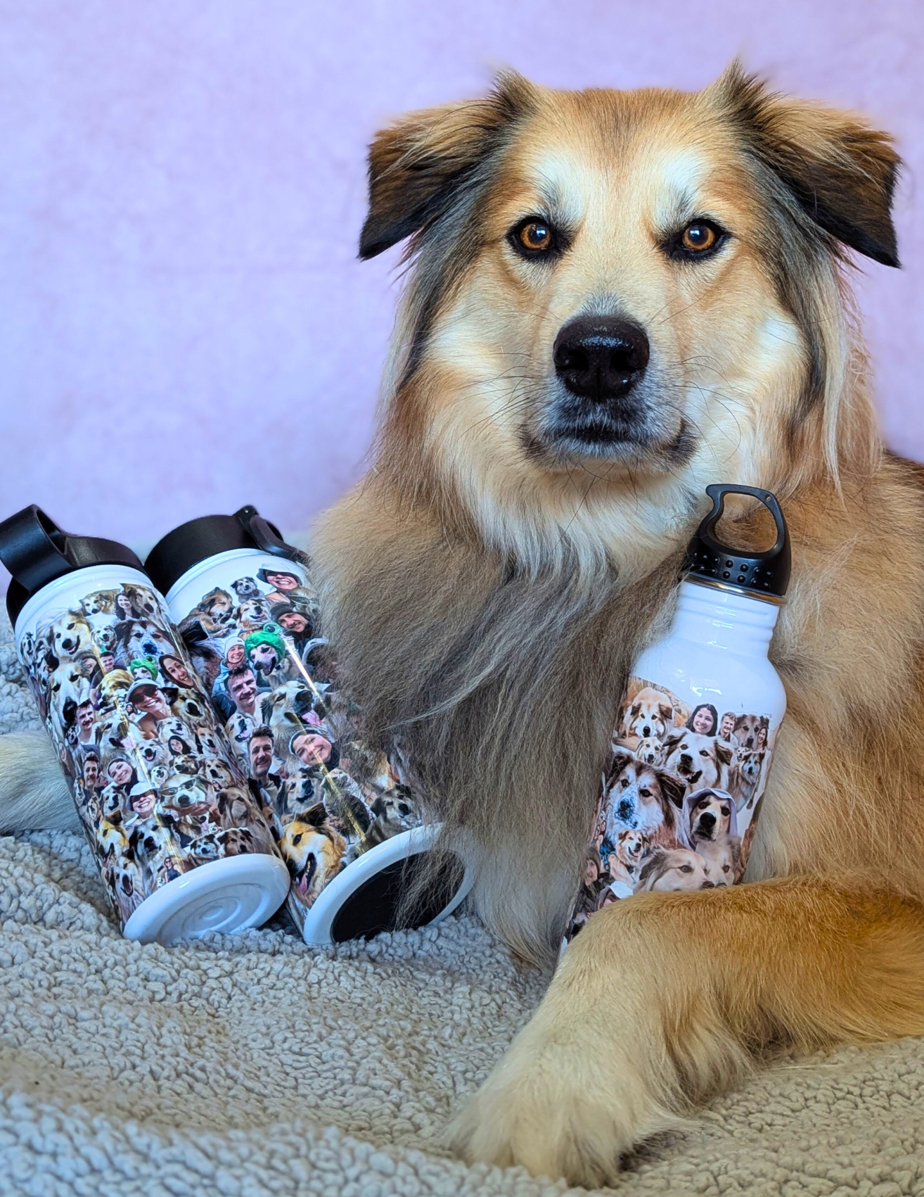 Dog with Collage Bottles