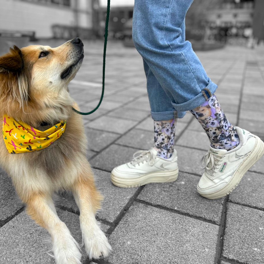 🧦 Custom Pet Collage Socks – Cozy, Quirky, and Completely You